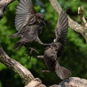 Redwell   02 06 2020   D500   Les 125.jpg